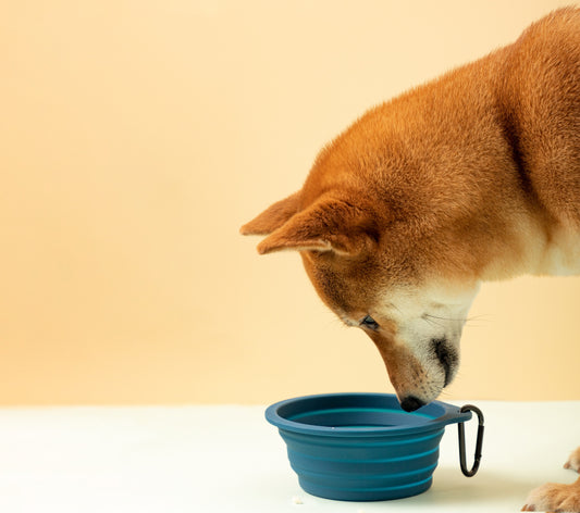 Pawcket Collapsible Travel Bowl