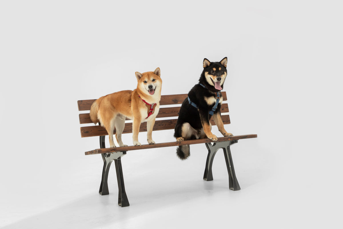 Dog H-Style Harness & Leash Set