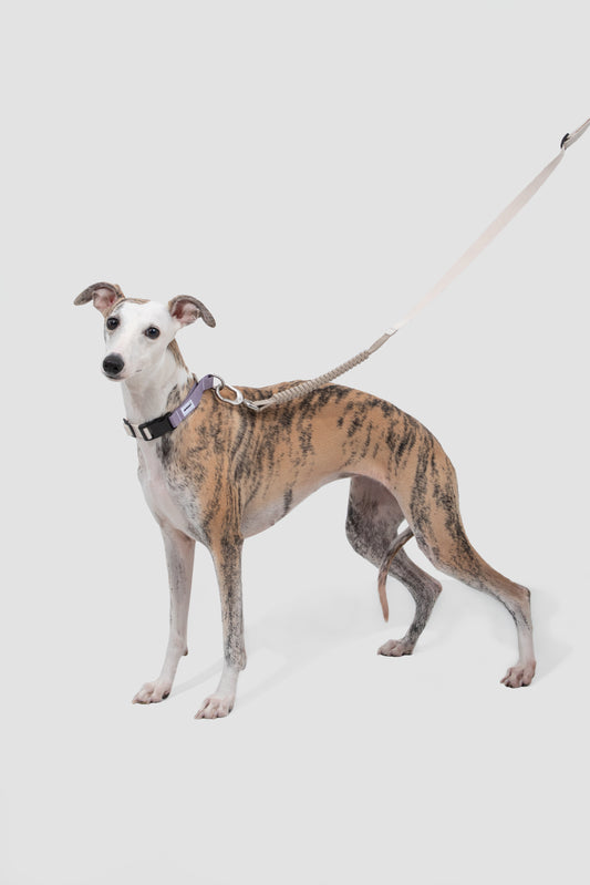 SteadyPace Control Collar