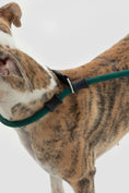 Load image into Gallery viewer, SteadyStride Leather Training Lead
