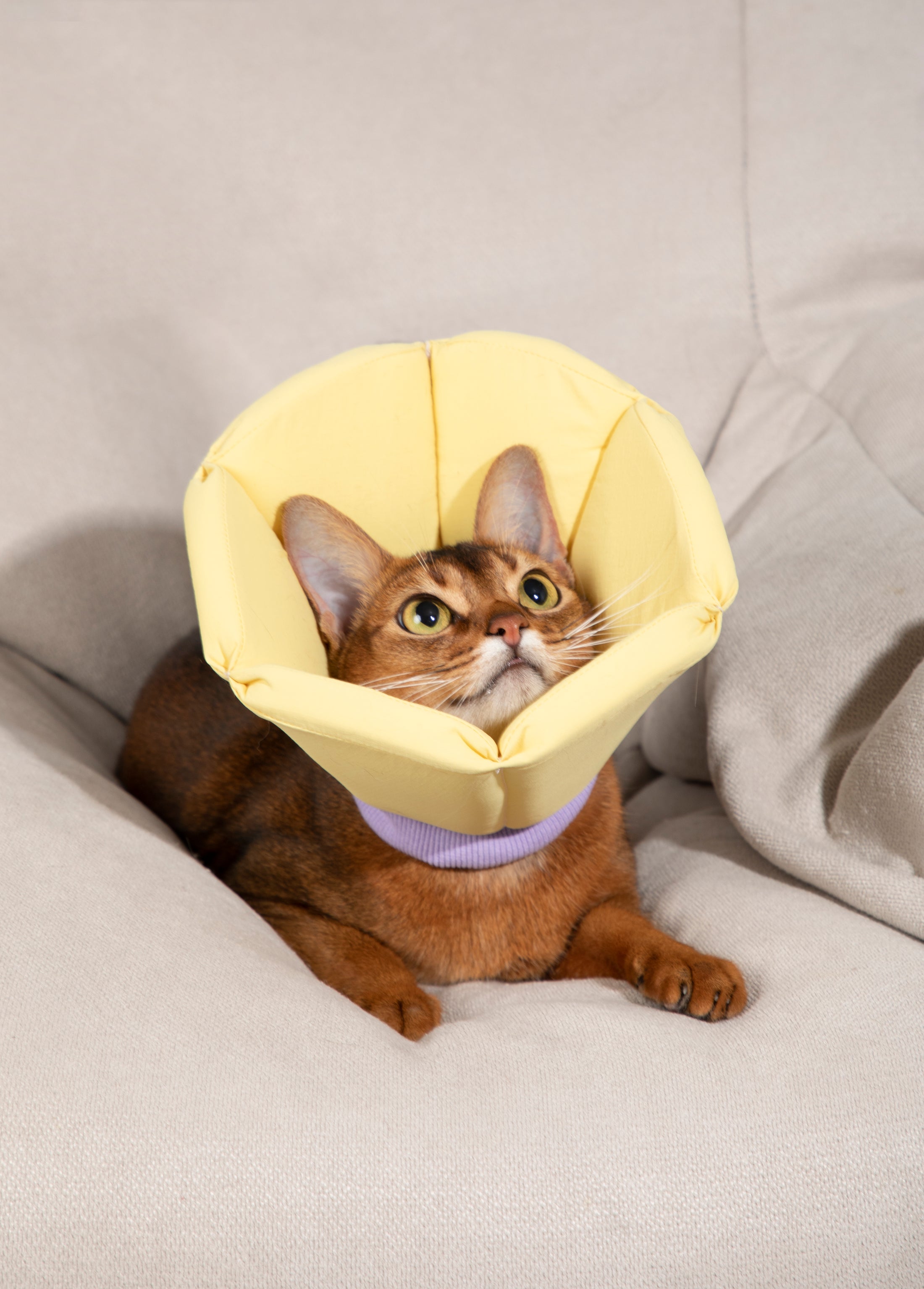 Cuddle Cone