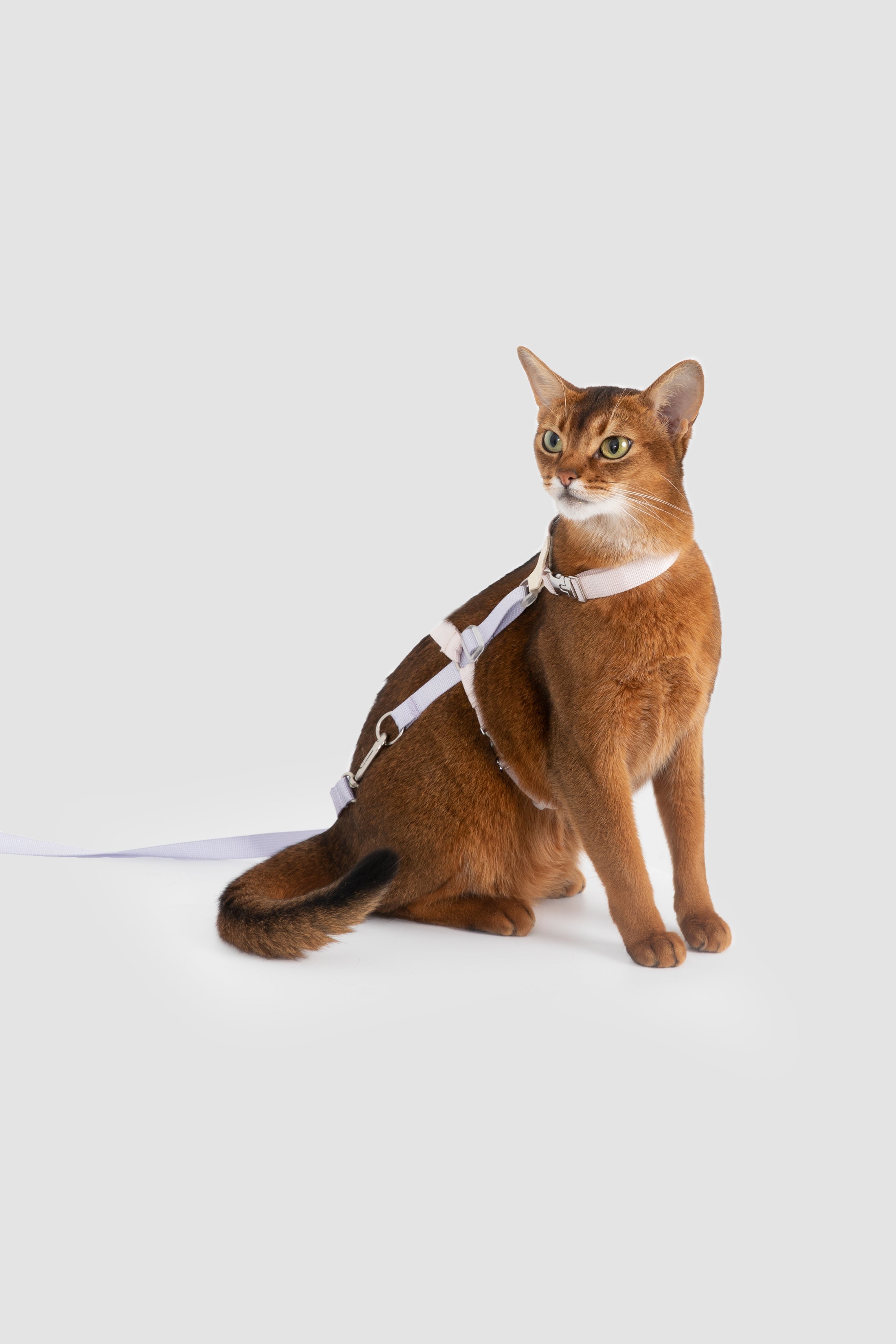 MeowWalk Harness Set