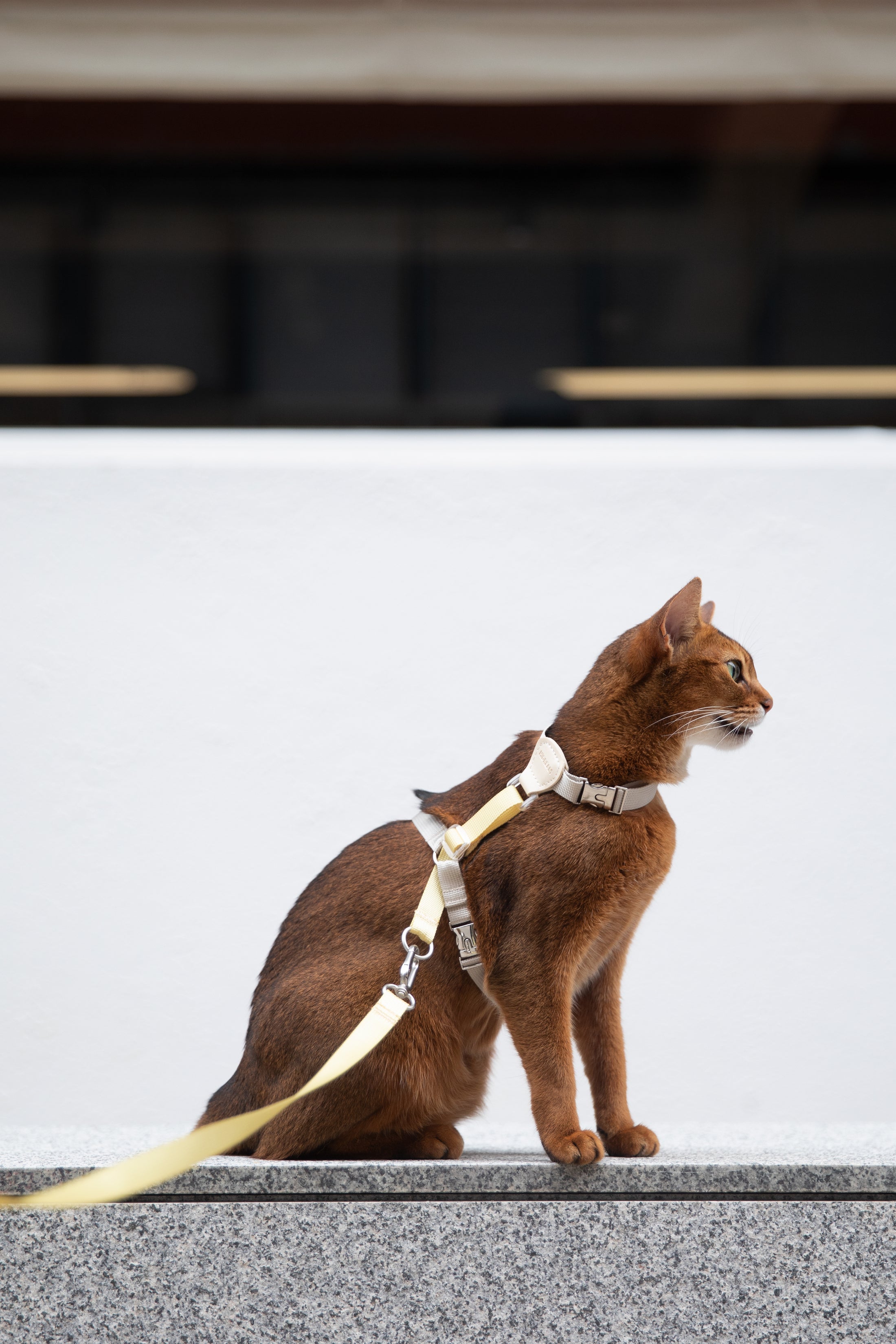 MeowWalk Harness Set