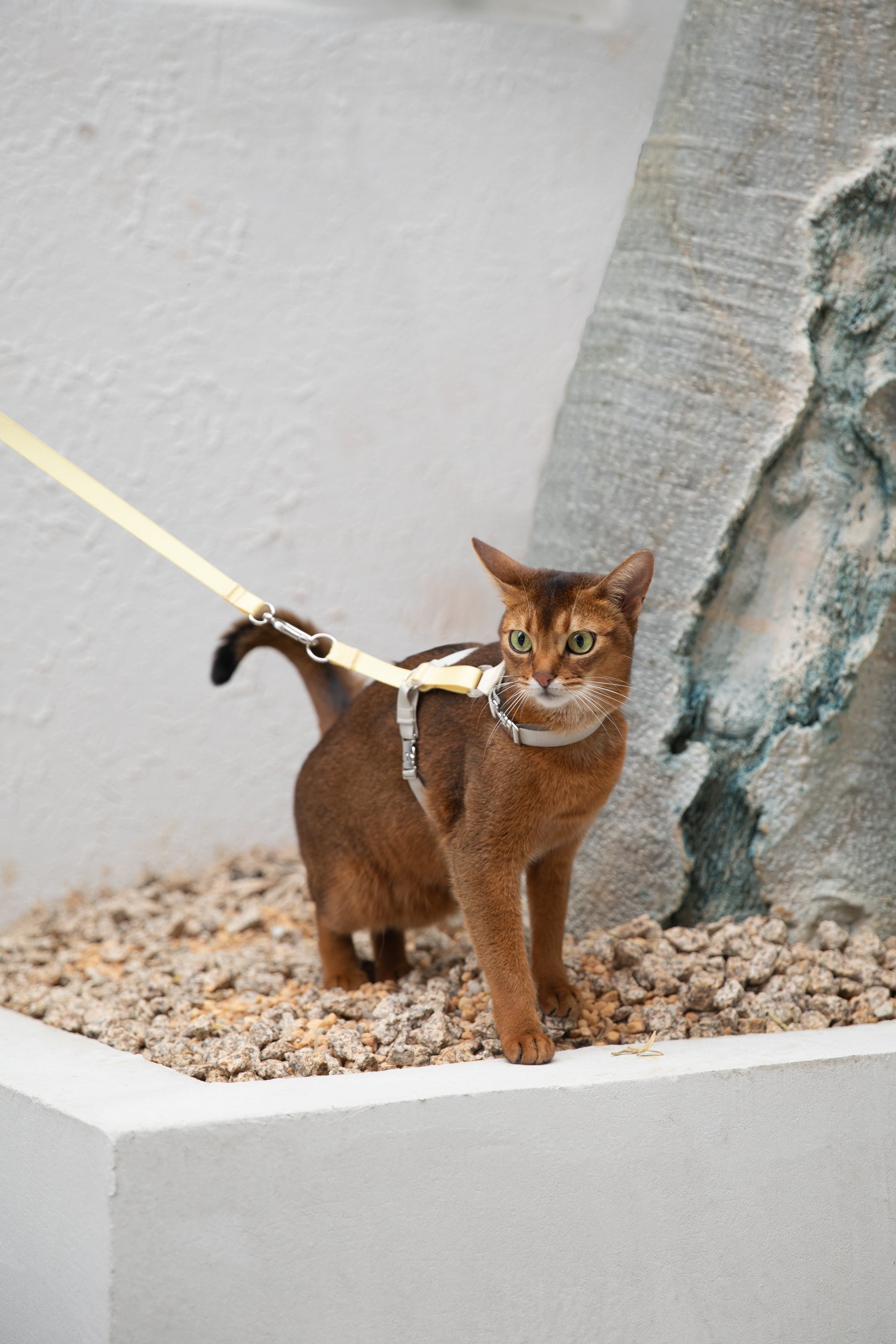 MeowWalk Harness Set