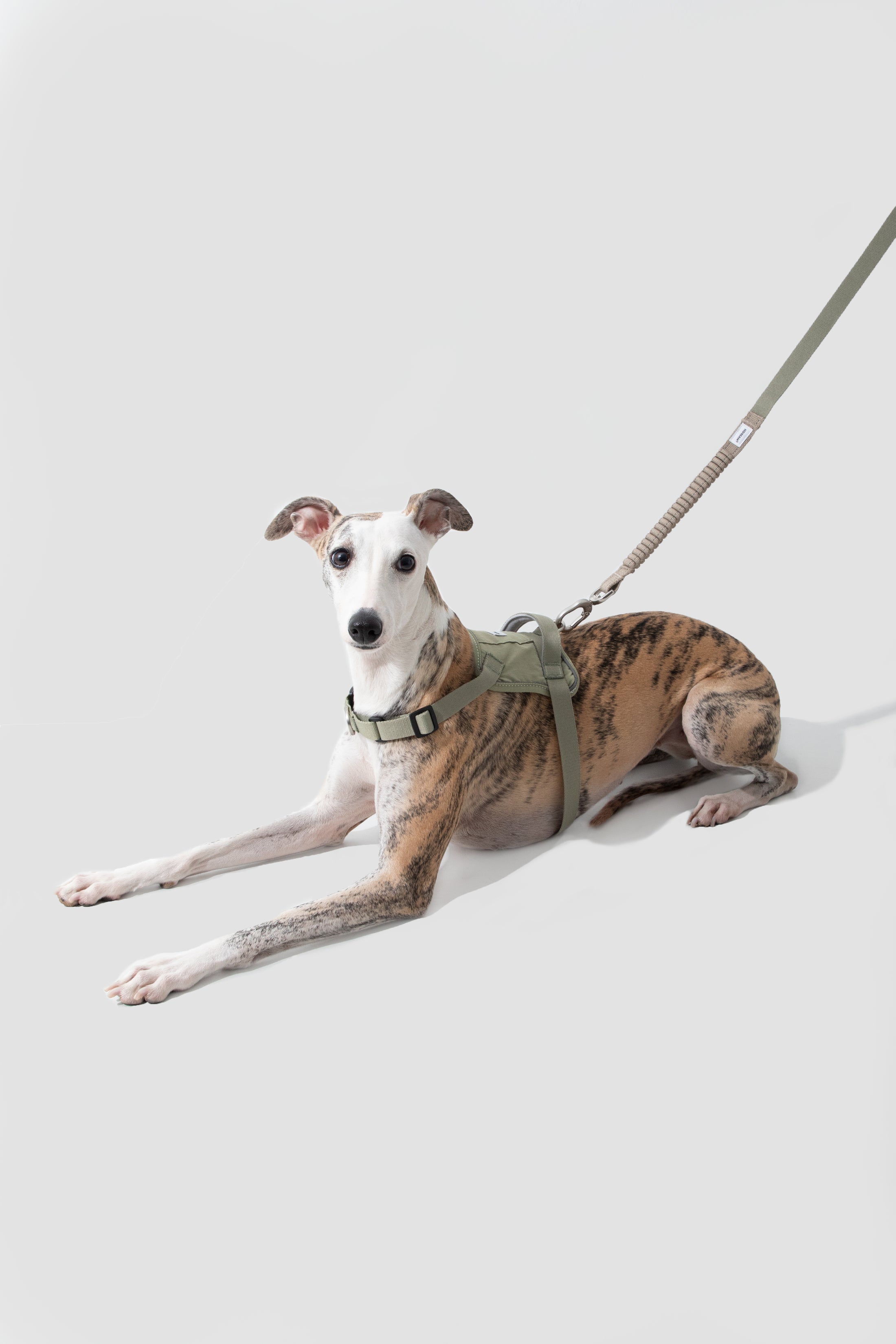 PawBounce Leash