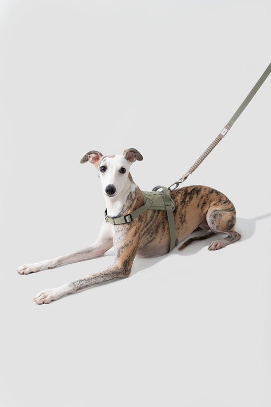 PawBounce Leash