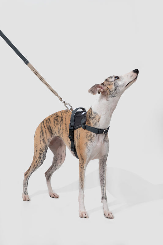 PawBounce Leash