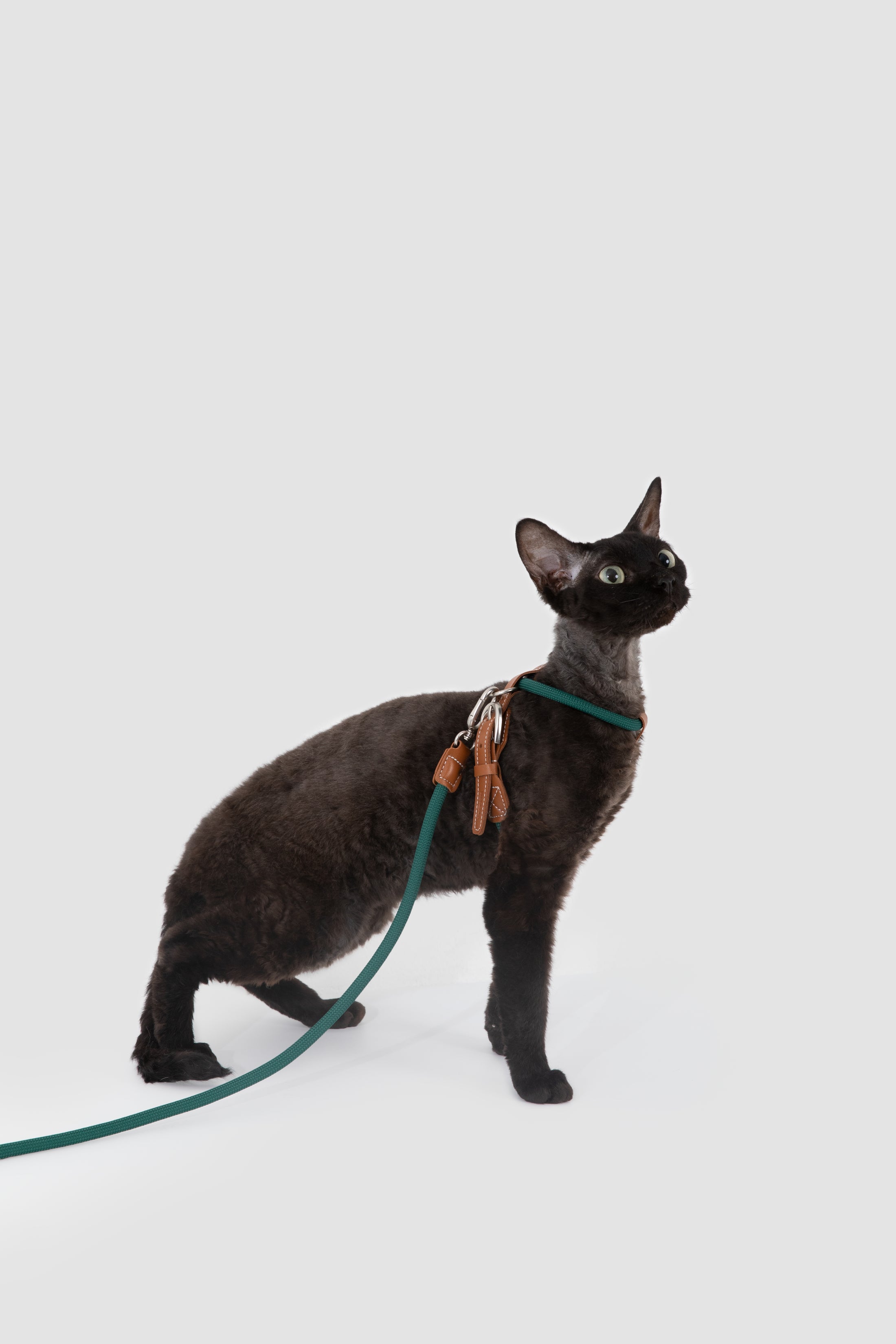 Xplore Cat Harness & Leash Set