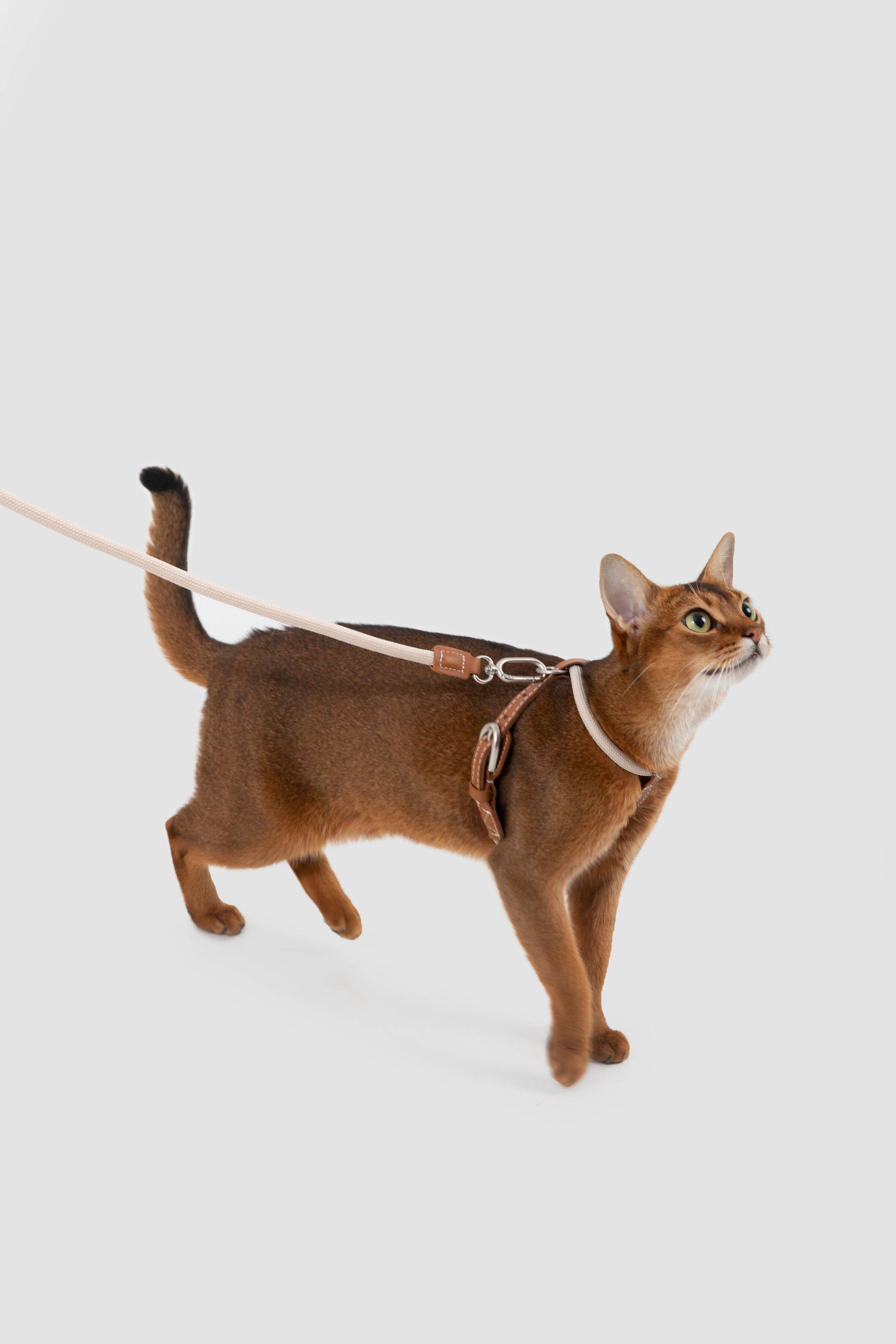 Xplore Cat Harness & Leash Set