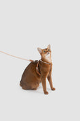 Load image into Gallery viewer, Xplore Cat Harness & Leash Set
