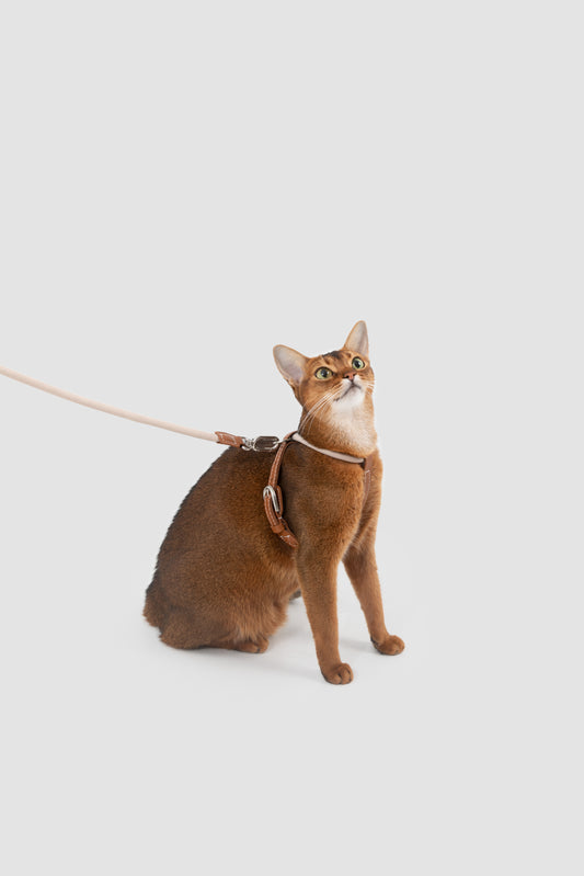 Xplore Cat Harness & Leash Set