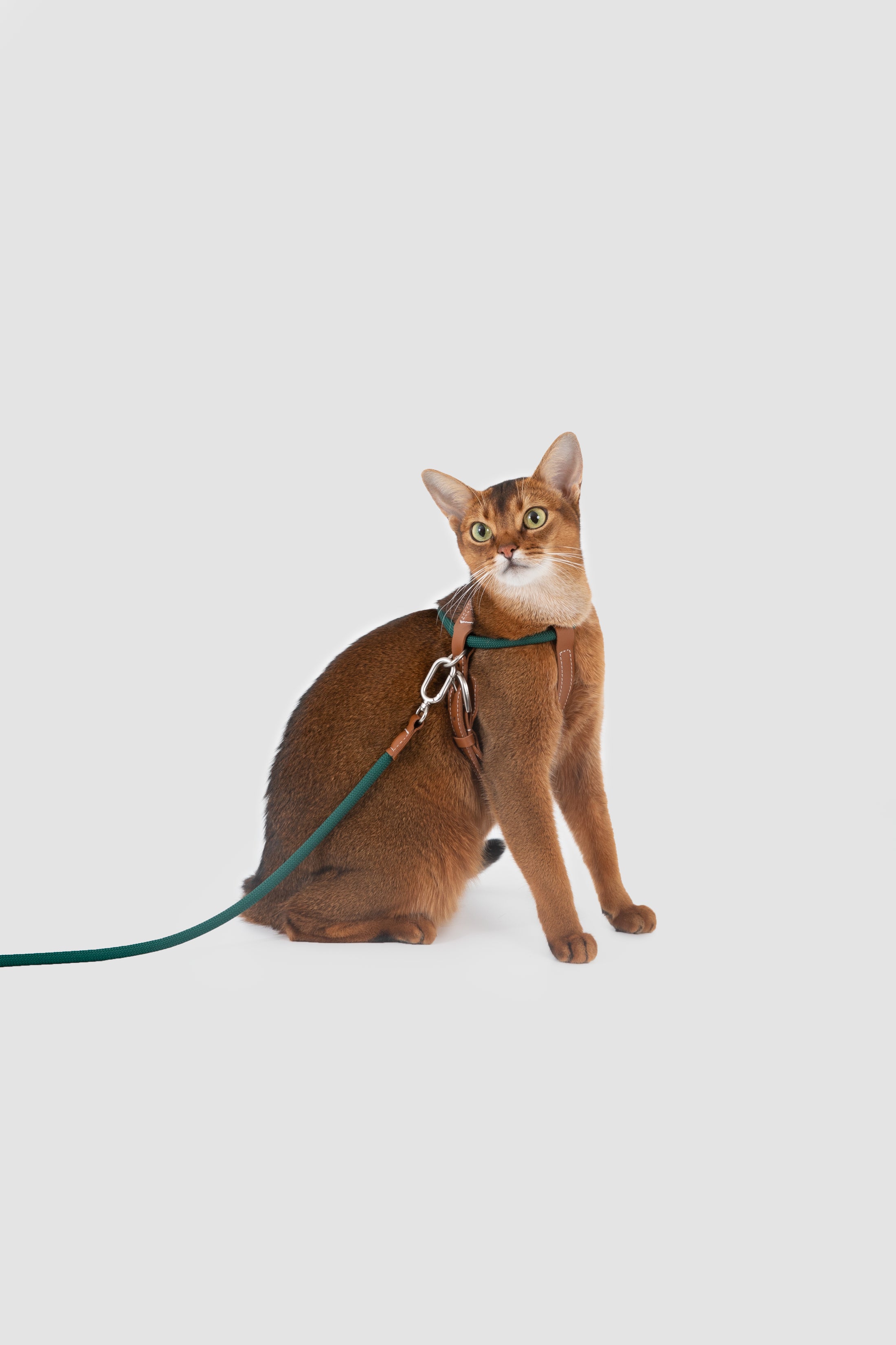Xplore Cat Harness & Leash Set