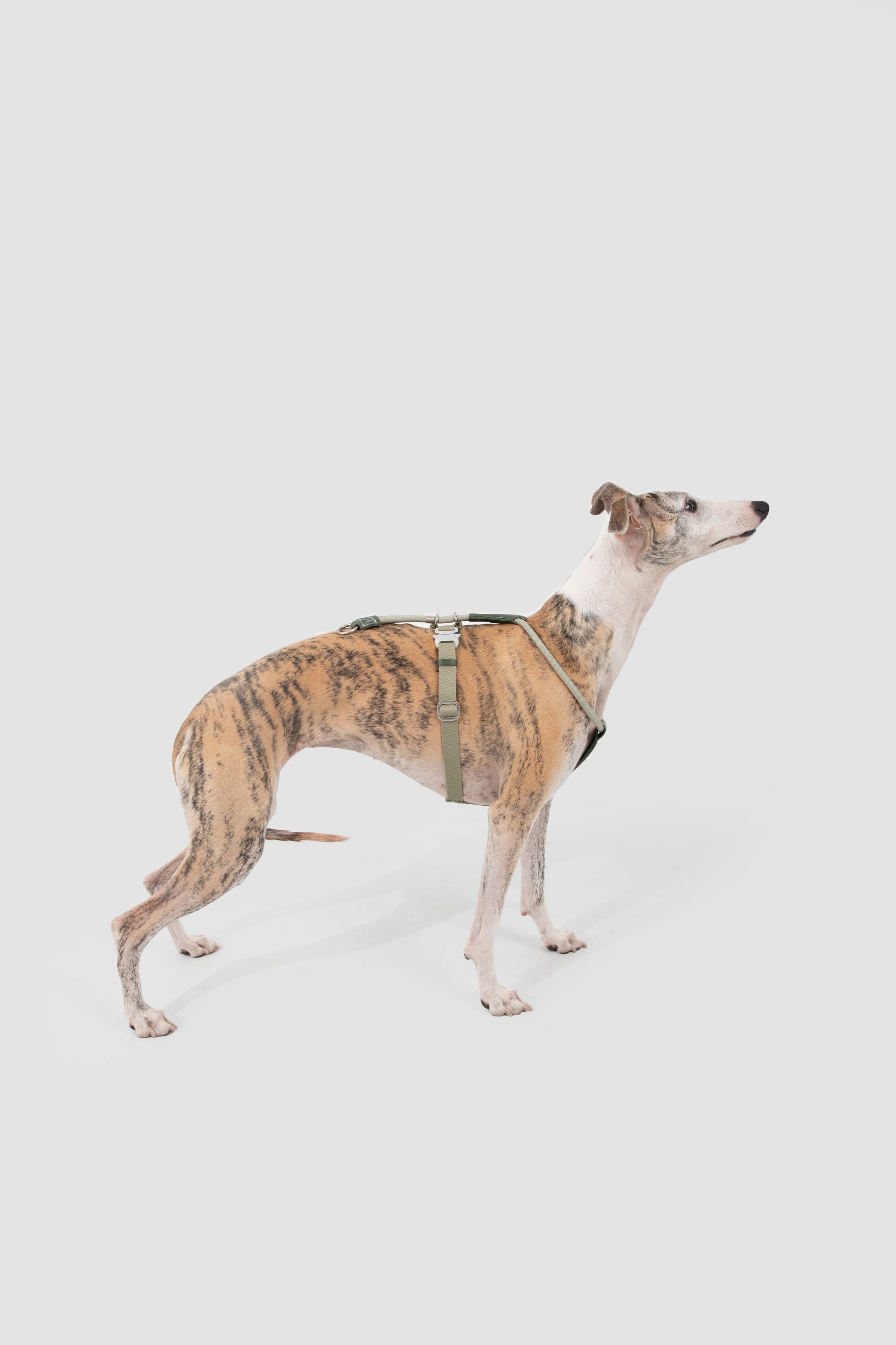 Leather Round Rope Dog Harness Set