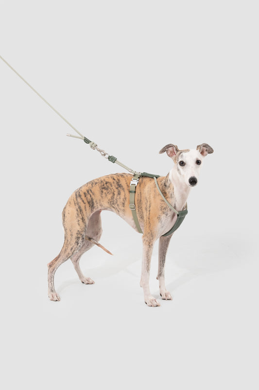 Leather Round Rope Dog Harness Set