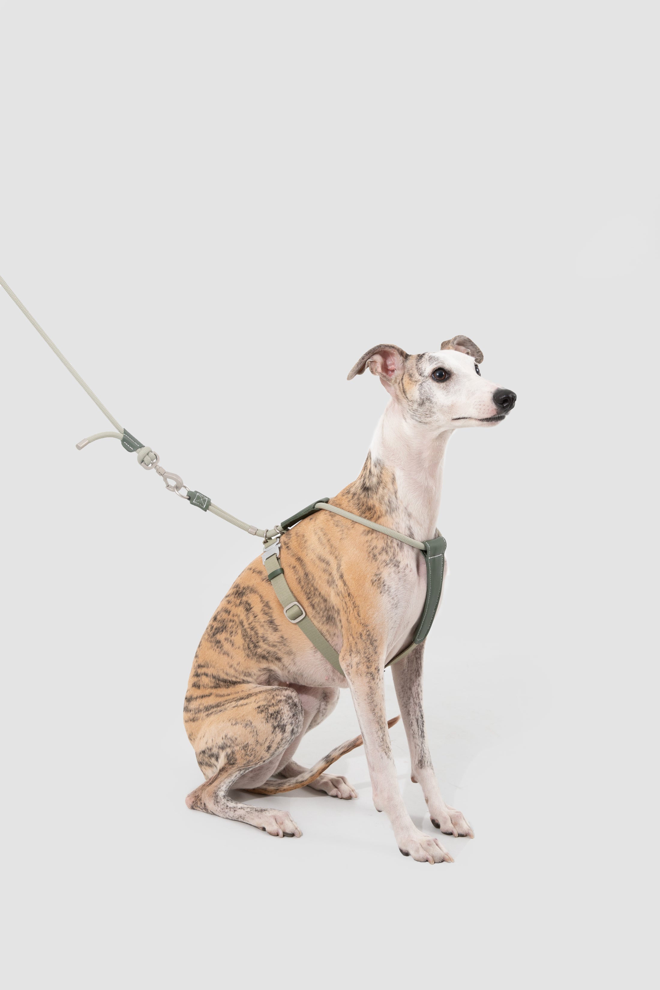 Leather Round Rope Dog Harness Set