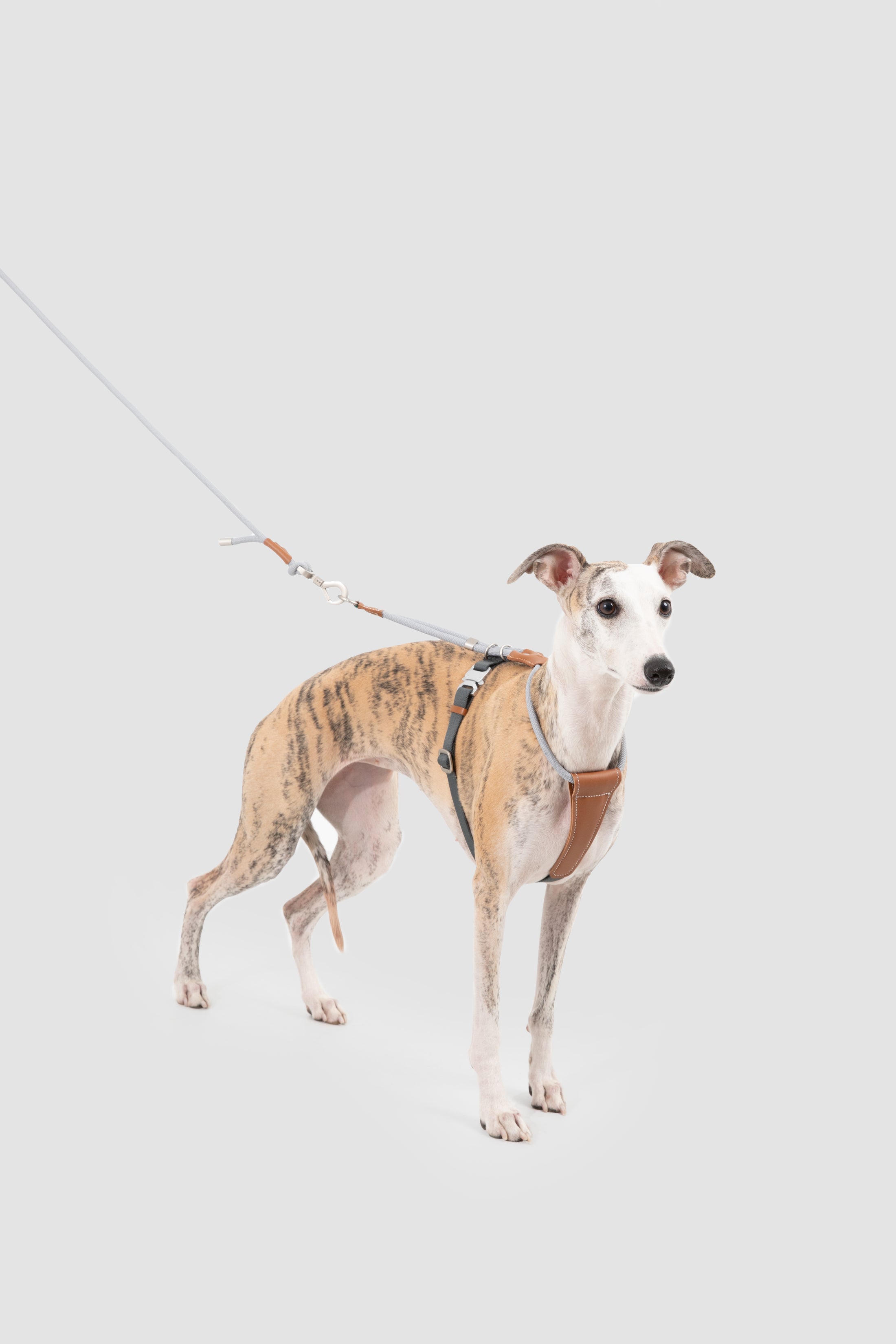 Leather Round Rope Dog Harness Set