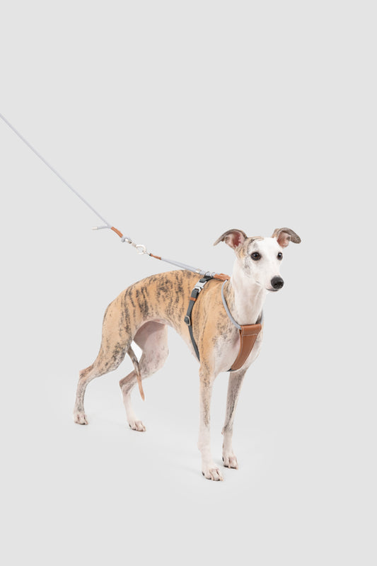 Leather Round Rope Dog Harness Set