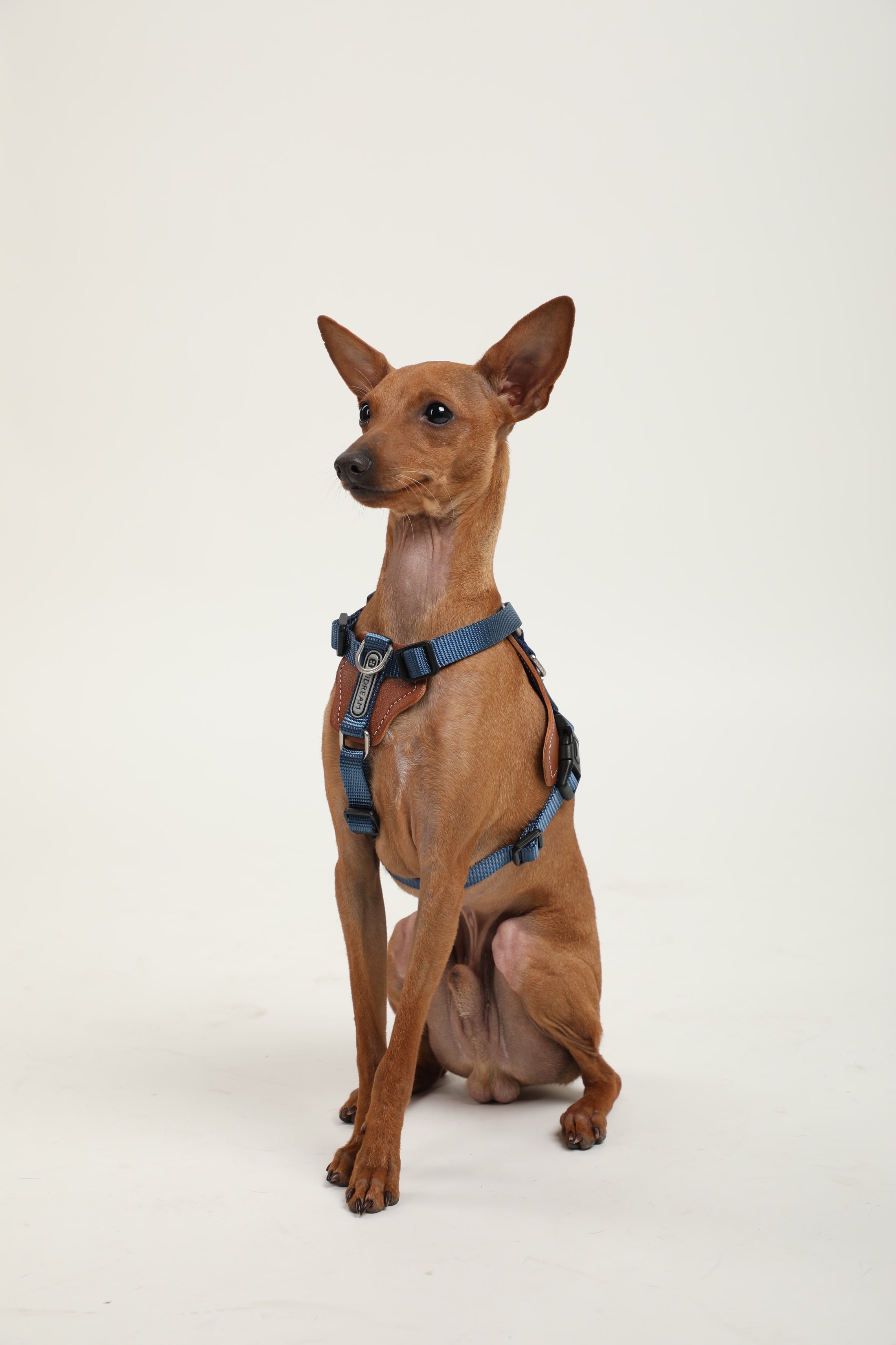 Bobo Harness