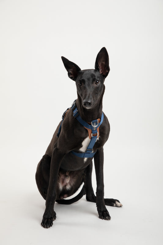 Bobo Harness